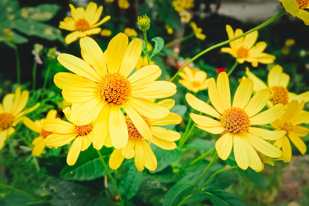 Heliopsis helianthoides. Tuscan Sun False Sunflower. Beautiful natural summer background.の写真素材