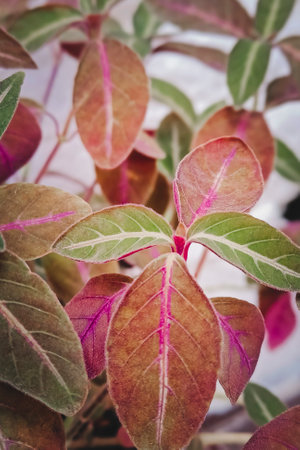 Close up of beautiful coleus foliage.の写真素材