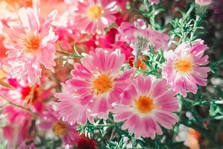 Beautiful blurred nature background with October aster flowers.の写真素材