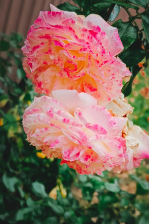 Two roses bloom in the garden. Close-up, vertical photo.の写真素材