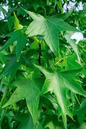 Branches of American sweetgum or Liquidambar styraciflua tree. Vertical photo.の写真素材