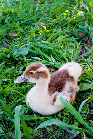Cute little duckling sits on green grass.の写真素材