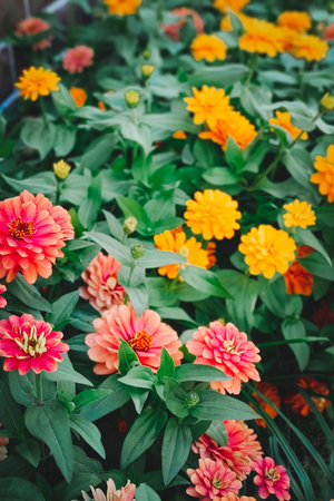 A lush garden featuring pink Zinnias, showing the vibrant beauty of summer flowers.