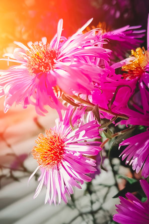 Symphyotrichum novi-belgii, New York aster or Aster novi-belgii flowers Close-up. Family Asteraceae. Beautiful pink autumn flowers.の写真素材