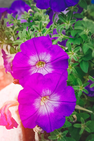 Purple petunia flowers. Beautiful flowers, natural background, vertical photo.の写真素材