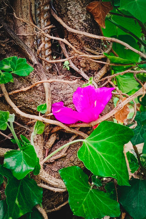 Purple flower climbing around tree trunk. Close-up, vertical photo.の写真素材
