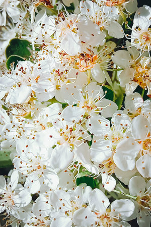 White cherry blossoms close-up, vertical photo. Blooming gardens in spring.