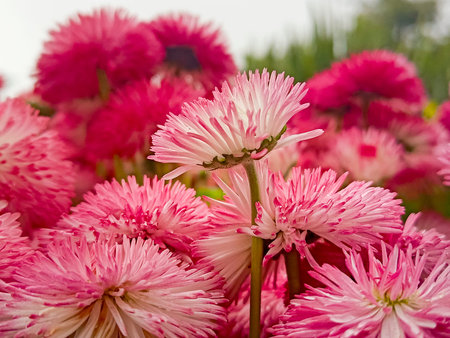 Double pink daisy. Close-up, selective focus.