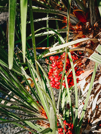 Penguin Bromeliad is a herbaceous plant with red infructescences of individual small fruits with...