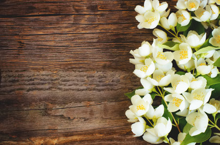 Jasmine flowers on a dark wood background. の写真素材