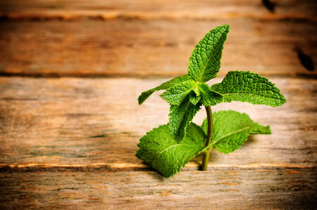 mint on a dark wood background. の写真素材