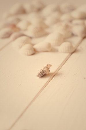 Sea shells on a light wood background