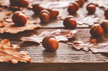 acorns with leaves dark wood background. tinting. selective focus