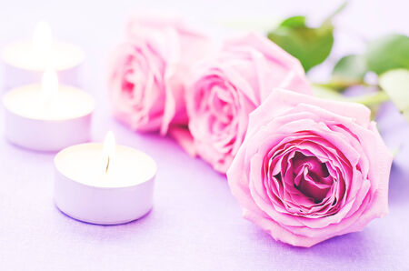pink rose with candles on a light purple background. tinting. selective focusの写真素材