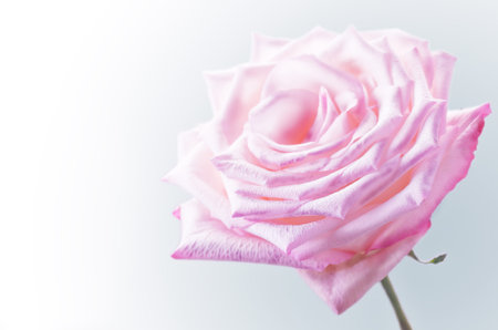 Pink rose on a grey background. toningの写真素材
