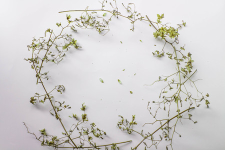 Pattern texture with green dry leaves hop on white background. Flat lay, top view minimal concept.の写真素材