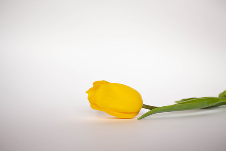 Yellow tulip on a white background. Flower in hand. Flat lay, top view, floral background.の写真素材