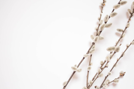 Willow on a white background for Palm Sunday. Willow catkins on white background copy space easter, willow twigs.の写真素材
