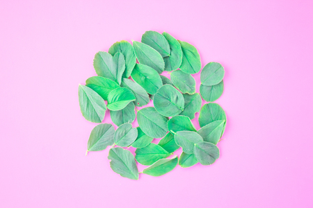 Pattern of green petals on a pink background. Flat lay, top view.の写真素材