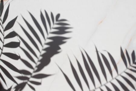 Abstract background shadow of palm leaves on white marble. White and black with copy space. Summer conceptの写真素材