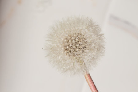 fluffy dandelion closeup with shadow on the wall. Beautiful trendy background for a blogger. Top...