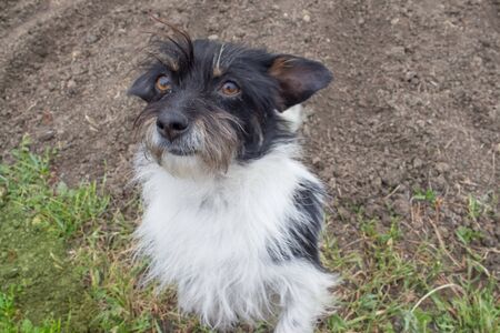 Black-white doggie looking at the camera against the background of the courtyard of the house.の写真素材