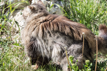 Cat molt. Loss of wool in a fluffy cat on its sides. The tabby cat molt, peeling off the hair.の写真素材