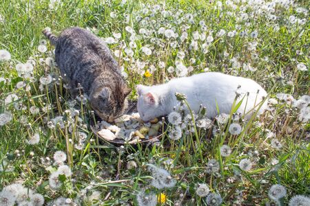 White and striped cats eat in a green meadow from one bowl in the sun. Feeding stray animals.の写真素材