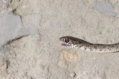 Snake with open jaws krupnom plan looks at camera and crawls. Viper and in the courtyard, the...