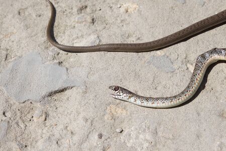 Snake with open jaws krupnom plan looks at camera and crawls. Viper and in the courtyard, the concept of catching snakes.の写真素材