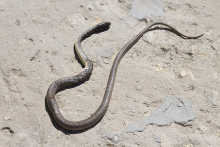 Snake with open jaws krupnom plan looks at camera and crawls. Viper and in the courtyard, the...