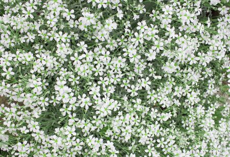  Floral white wall with coarse flowers and green leaves. Lush blooming spherical flowers.の写真素材