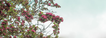  Pink flowers on a tree against a blue sky with copy space. Blooming pink tree, lush vibrant...