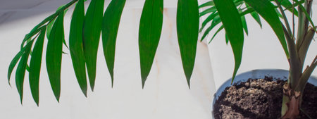 Green tropical palm in pastel blue flower pot.Tropical green leaf white background with text...