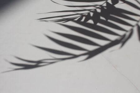 Transparent shadow of tropical leaves. Minimal background shadow palm leaves on the white marble. blogger content.の写真素材