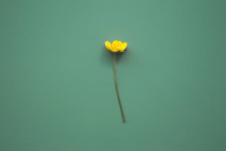  Layout of a yellow flower on a swarm and green background with copy space. Spring, summer concept. Flat lay, top view.の写真素材