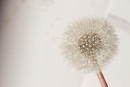  dandelion on a white background with shadows. Abstraction from natural materials. Background with...