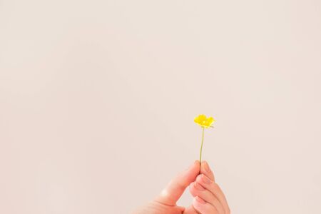  Female hand holds a small yellow flower on a white background in the sun. The concept of summer, happiness and warmth.の写真素材