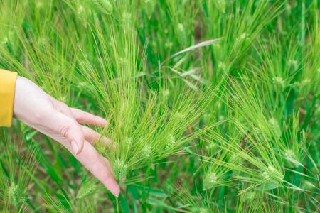 Female hand in a wheat field, young green wheat sprouts, happy farming, wheat growing industry.の写真素材