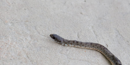 Beautiful snake creeps. The pattern on the body of the snake, the eye of the snake.