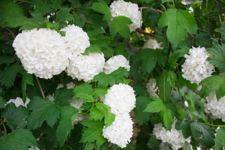 Floral white wall with coarse flowers and green leaves. Lush blooming spherical flowers.の写真素材