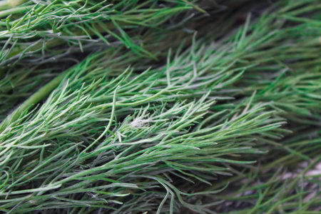 Fresh dill and green onions with vegetable garden close-up, top view.Greens for vitamin...