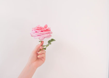 Postcard with a pink rose in a female graceful hand in pastel colors on a white background. A trendy...