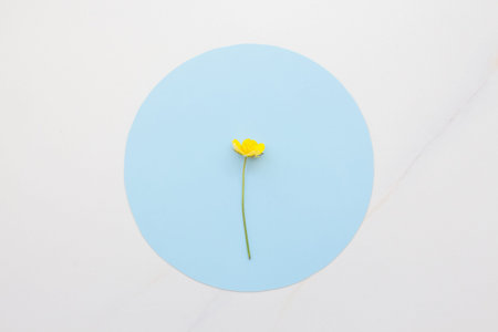 Minimalistic yellow flower on a blue circle. Cosmetics on natural herbs concept. White marble combined with blue and yellowの写真素材