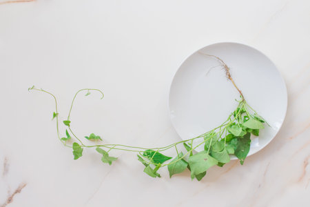 Lunch for losing weight. Diet concept, healthy food menu. Green plant with root in a plate on a white table, top view.の写真素材