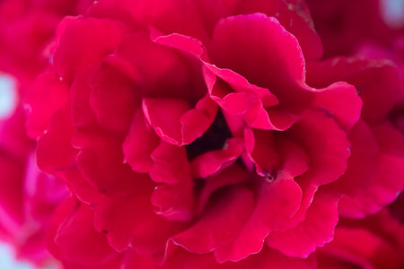 Postcard with peony and rose petals close-up. Red flowers on a white background with place for text. Cover for paper products.の写真素材