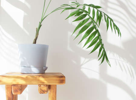Indoor palm tree in a sunny room with a beautiful interior made from natural materials. decorative palm tree in a blue pot, hard shadows on the wall by the window in the morning in the room.の写真素材