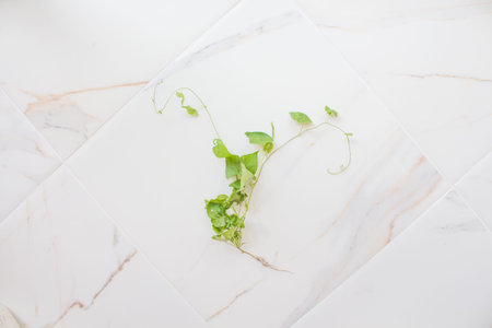 White installation is a still life for a blogger as a white background, contemporary art. Abstract with green branch and white marbleの写真素材