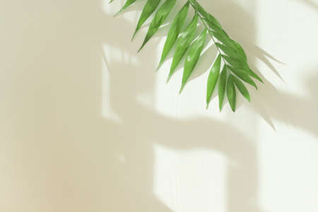 Palm leaves and shadows on a white wall in sunlight during the day. Minimalistic modern still life in white and green.の写真素材