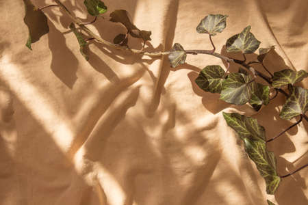 Beige installation - still life for blogger as beige background, modern art. Abstract with weaving ivy. Shadow and light on the folds of the fabric. Copy space, top view, flat lay.の写真素材
